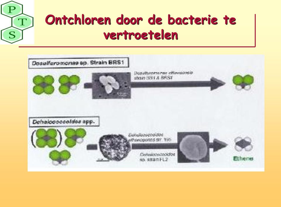 bacterie