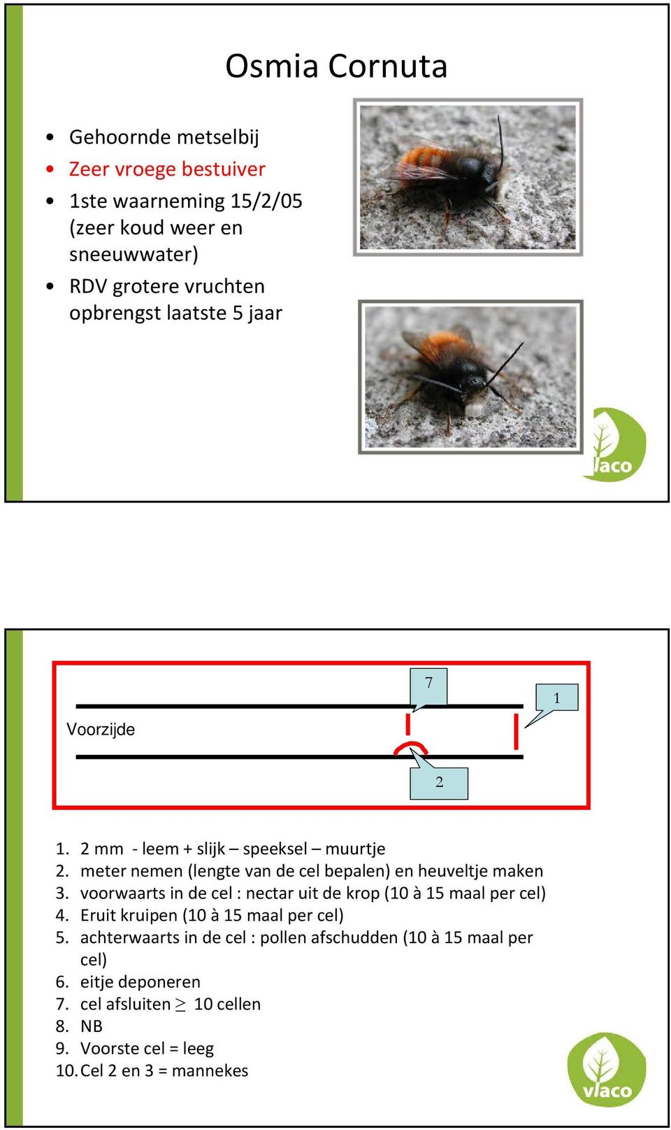 meter nemen (lengte van de cel bepalen) en heuveltje maken 3. voorwaarts in de cel : nectar uit de krop (10 à15 maal per cel) 4.