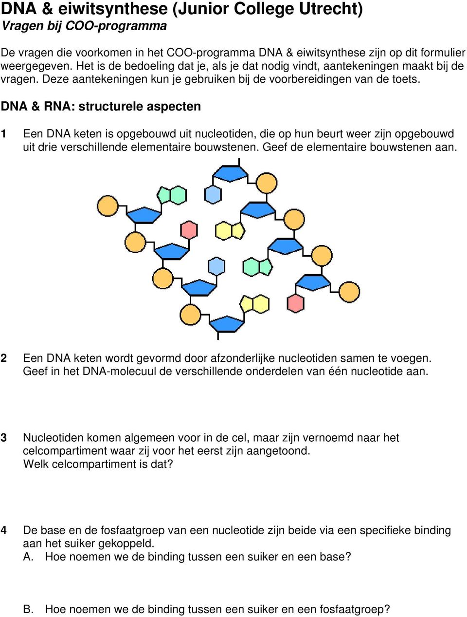 DNA & RNA: structurele aspecten 1 Een DNA keten is opgebouwd uit nucleotiden, die op hun beurt weer zijn opgebouwd uit drie verschillende elementaire bouwstenen. Geef de elementaire bouwstenen aan.