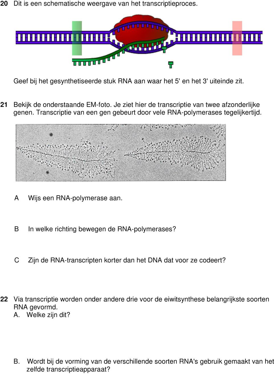 A Wijs een RNA-polymerase aan. B In welke richting bewegen de RNA-polymerases? C Zijn de RNA-transcripten korter dan het DNA dat voor ze codeert?