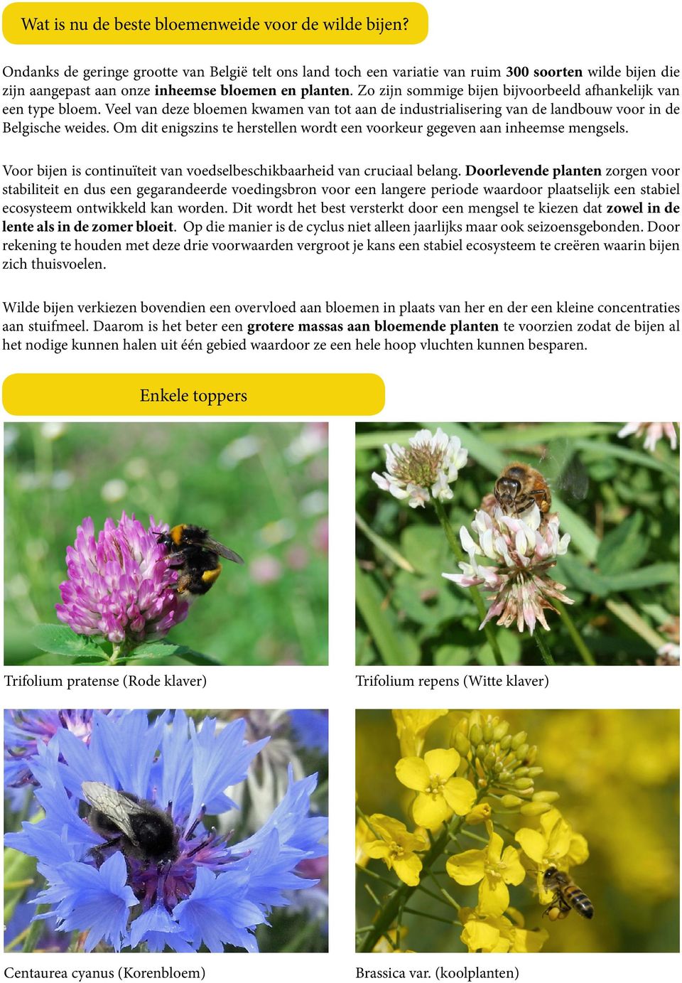 Zo zijn sommige bijen bijvoorbeeld afhankelijk van een type bloem. Veel van deze bloemen kwamen van tot aan de industrialisering van de landbouw voor in de Belgische weides.