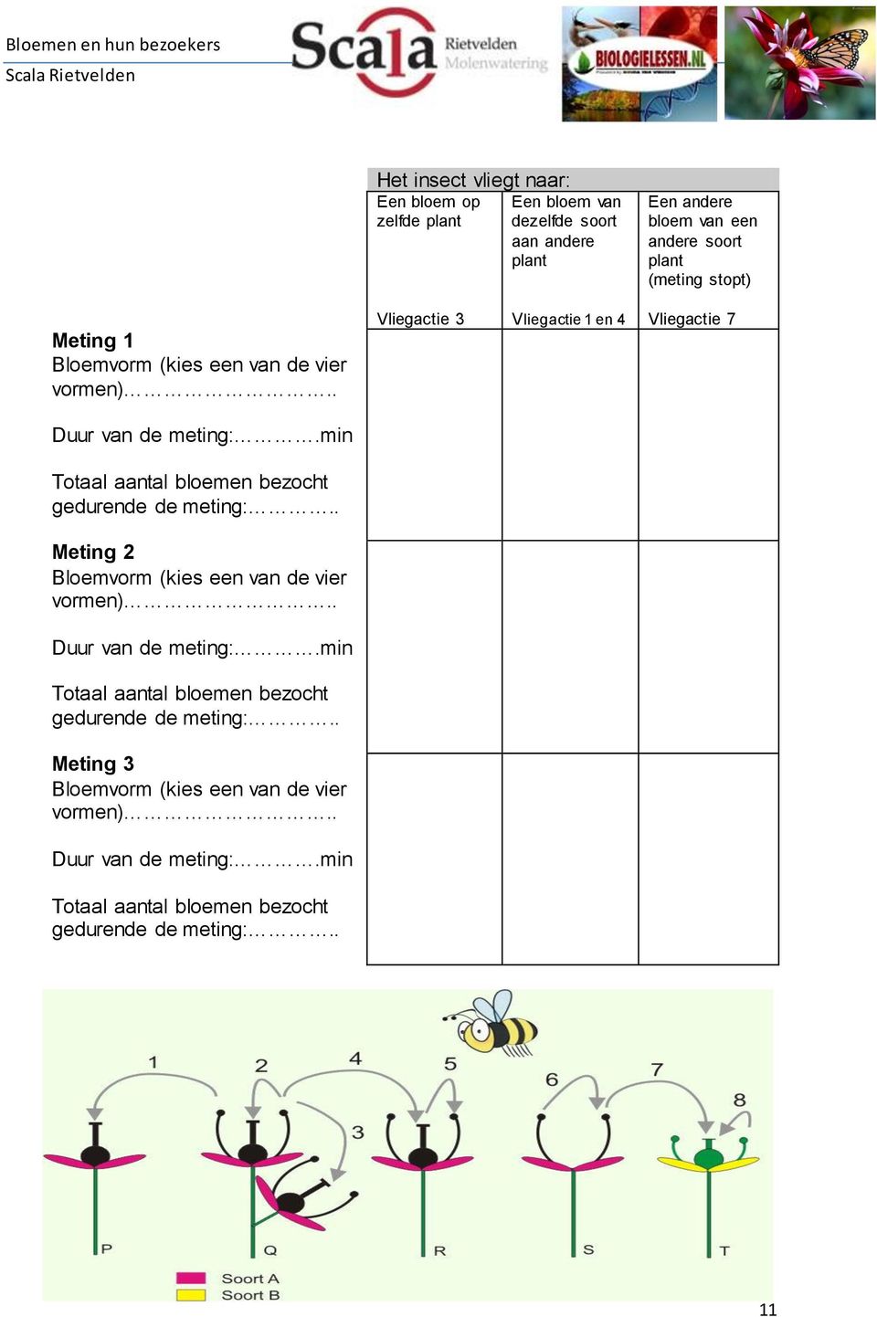 min Totaal aantal bloemen bezocht gedurende de meting:.. Meting 2 Bloemvorm (kies een van de vier vormen).. Duur van de meting:.