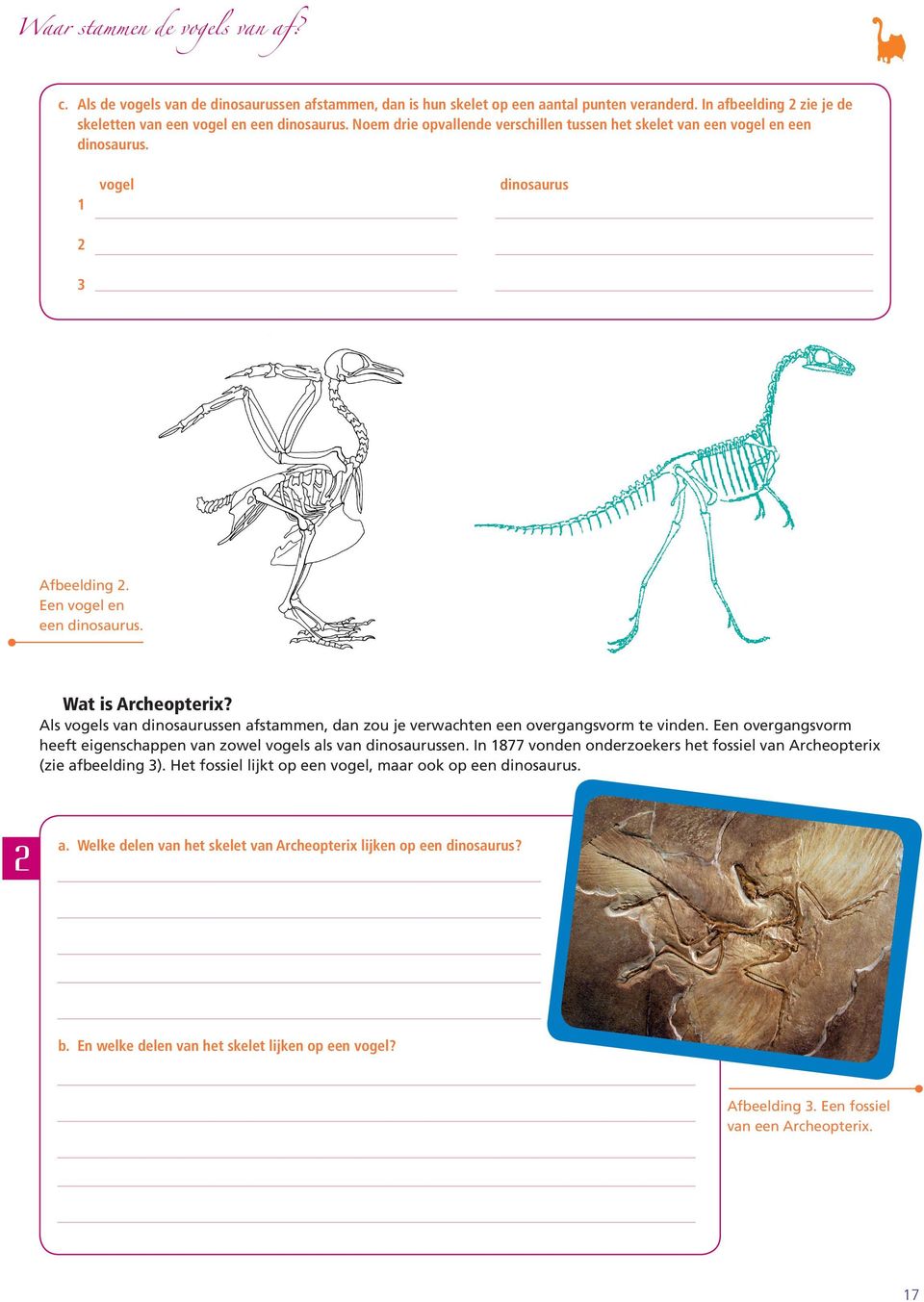 Als vogels van dinosaurussen afstammen, dan zou je verwachten een overgangsvorm te vinden. Een overgangsvorm heeft eigenschappen van zowel vogels als van dinosaurussen.