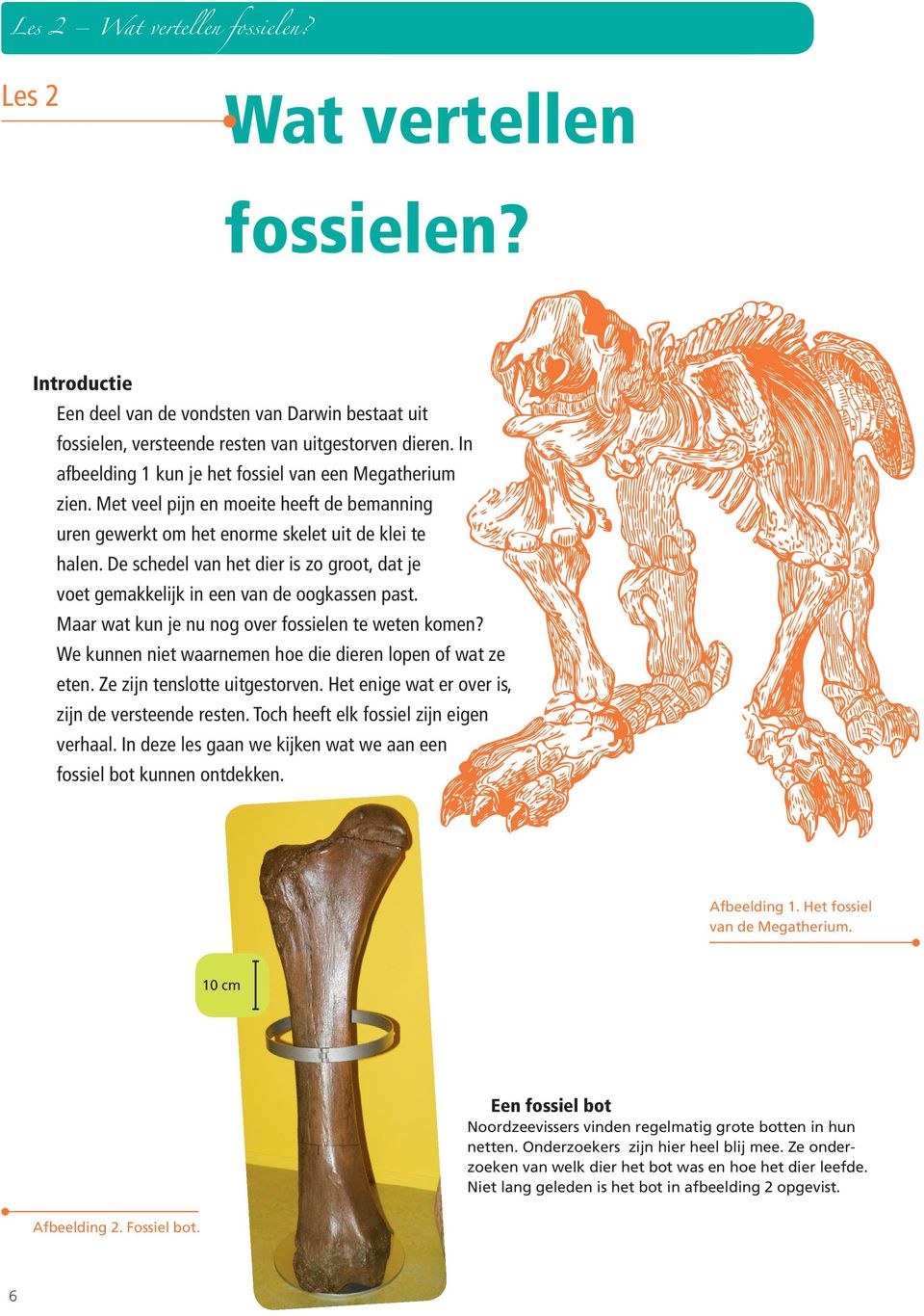 De schedel van het dier is zo groot, dat je voet gemakkelijk in een van de oogkassen past. Maar wat kun je nu nog over fossielen te weten komen?