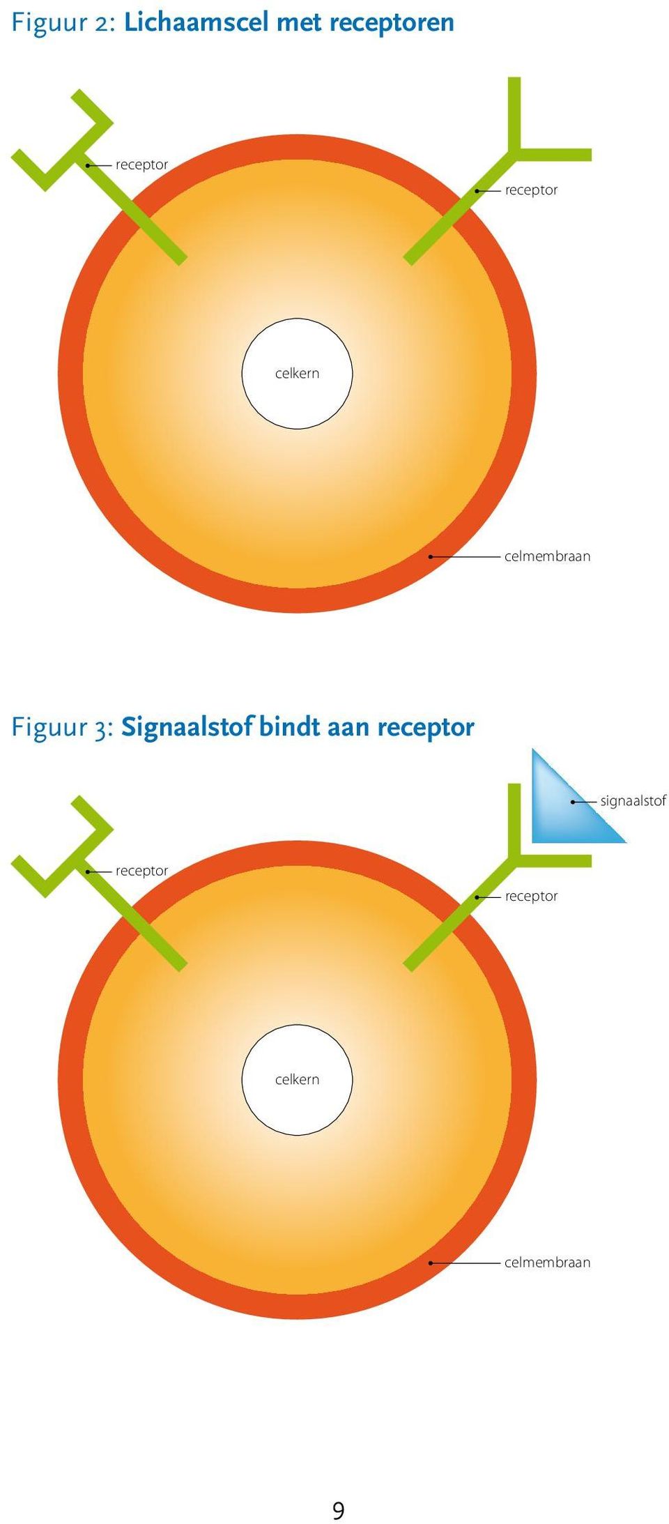 Figuur 3: Signaalstof bindt aan receptor