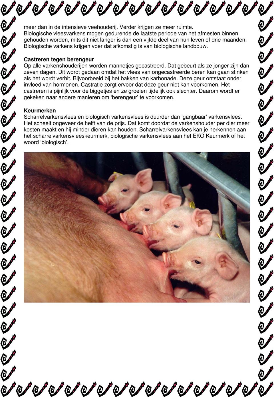 Biologische varkens krijgen voer dat afkomstig is van biologische landbouw. Castreren tegen berengeur Op alle varkenshouderijen worden mannetjes gecastreerd.