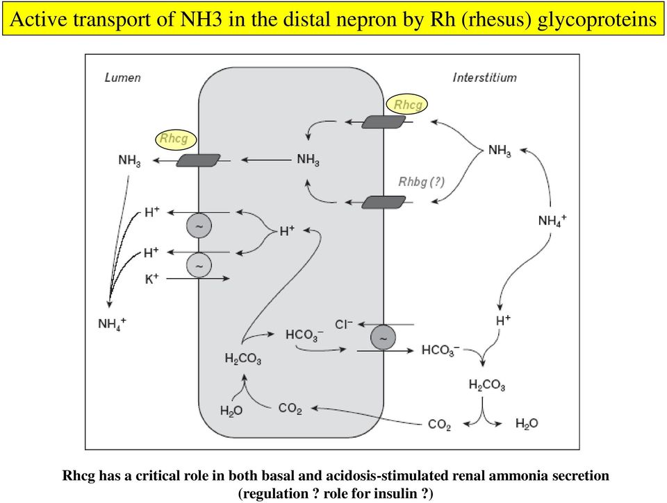 role in both basal and acidosis-stimulated