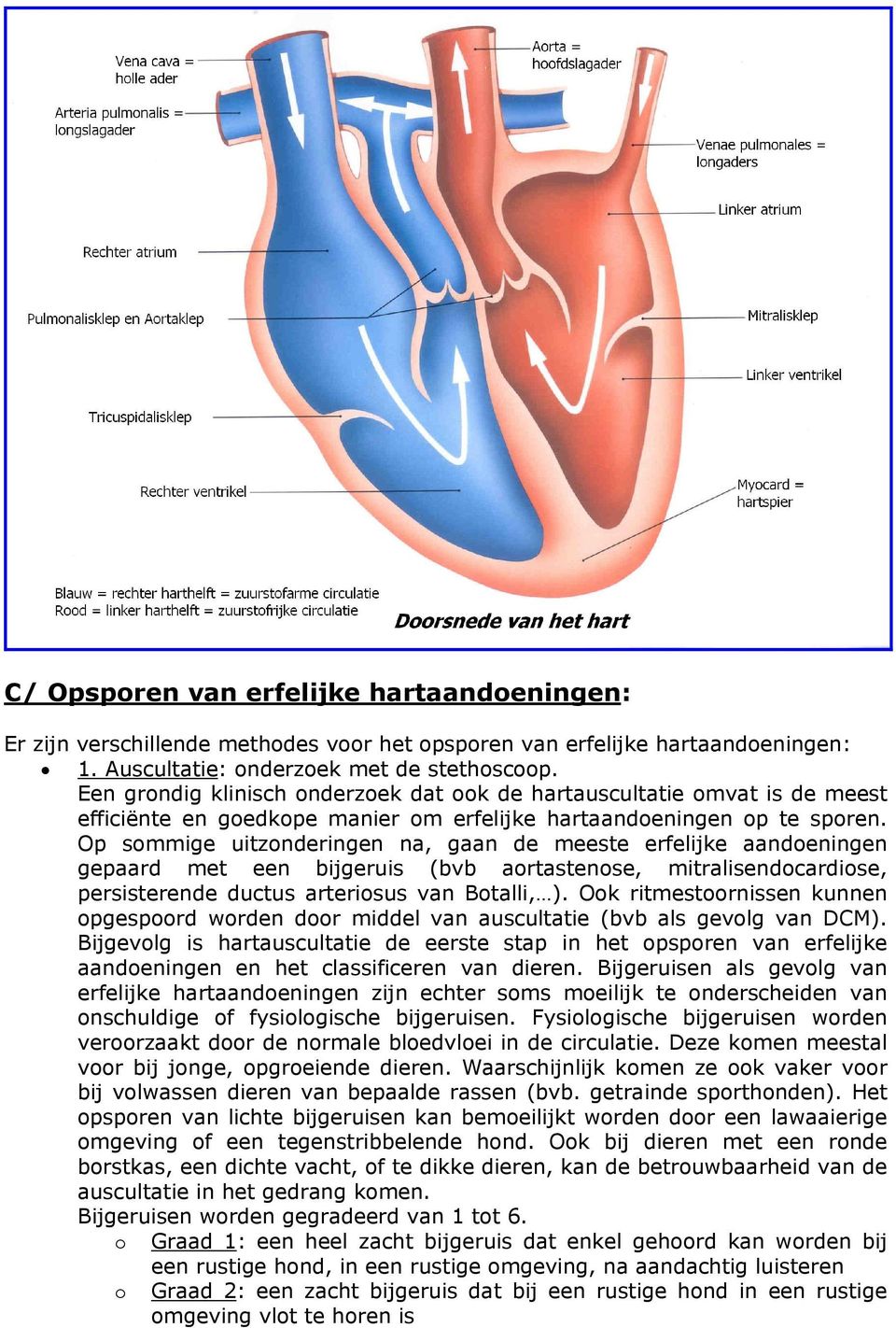 Op sommige uitzonderingen na, gaan de meeste erfelijke aandoeningen gepaard met een bijgeruis (bvb aortastenose, mitralisendocardiose, persisterende ductus arteriosus van Botalli, ).