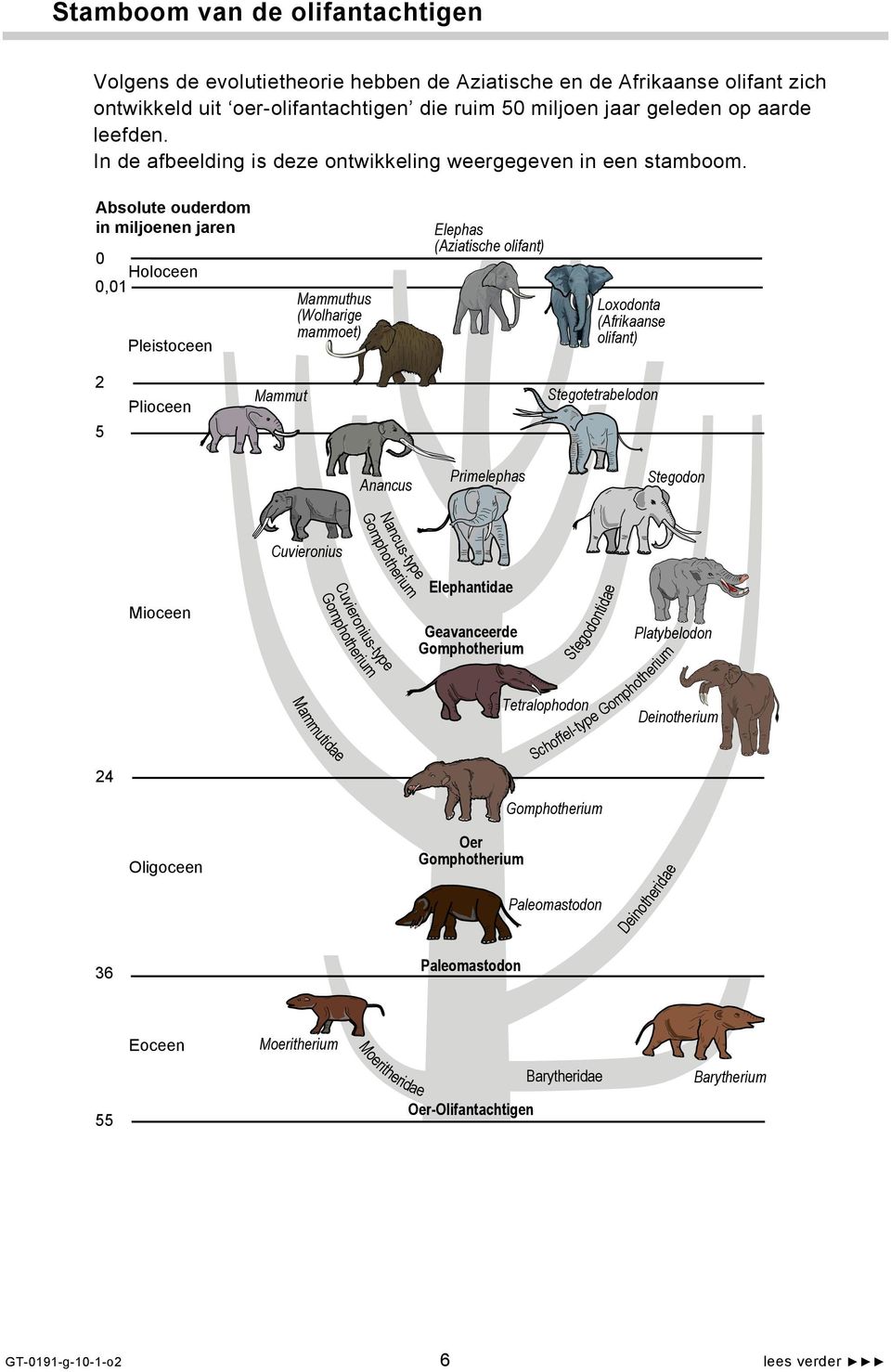 Absolute ouderdom in miljoenen jaren 0 Holoceen 0,01 Pleistoceen Mammuthus (Wolharige mammoet) Elephas (Aziatische olifant) Loxodonta (Afrikaanse olifant) 2 5 Plioceen Mammut Stegotetrabelodon