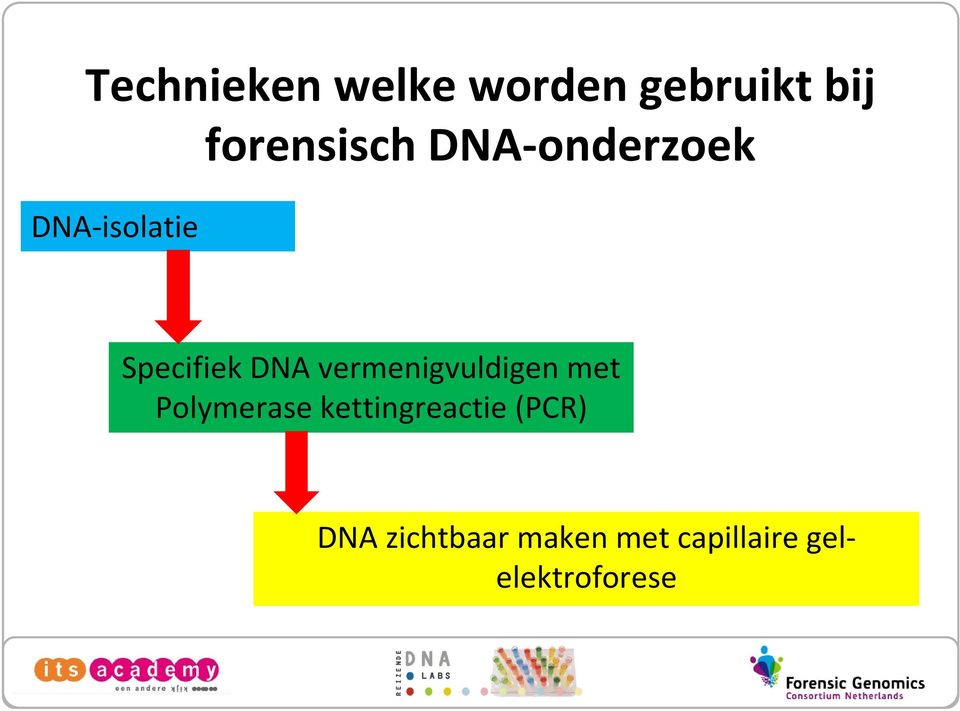 DNA vermenigvuldigen met Polymerase
