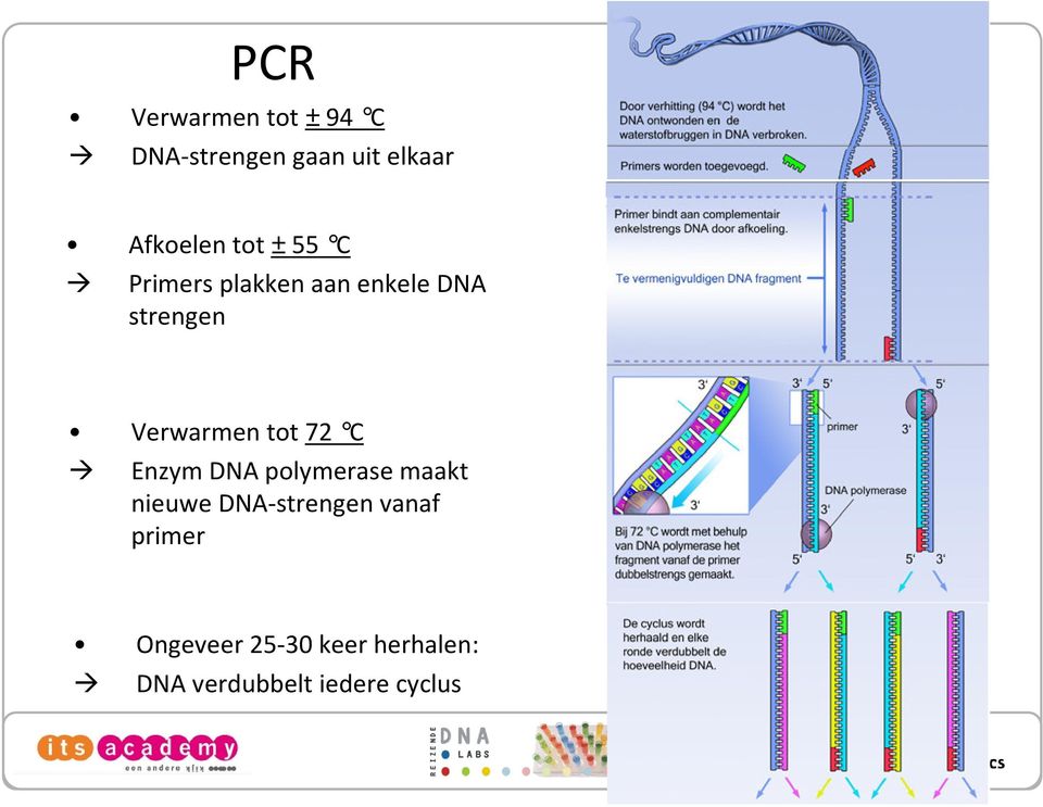 tot 72 C Enzym DNA polymerase maakt nieuwe DNA-strengen vanaf