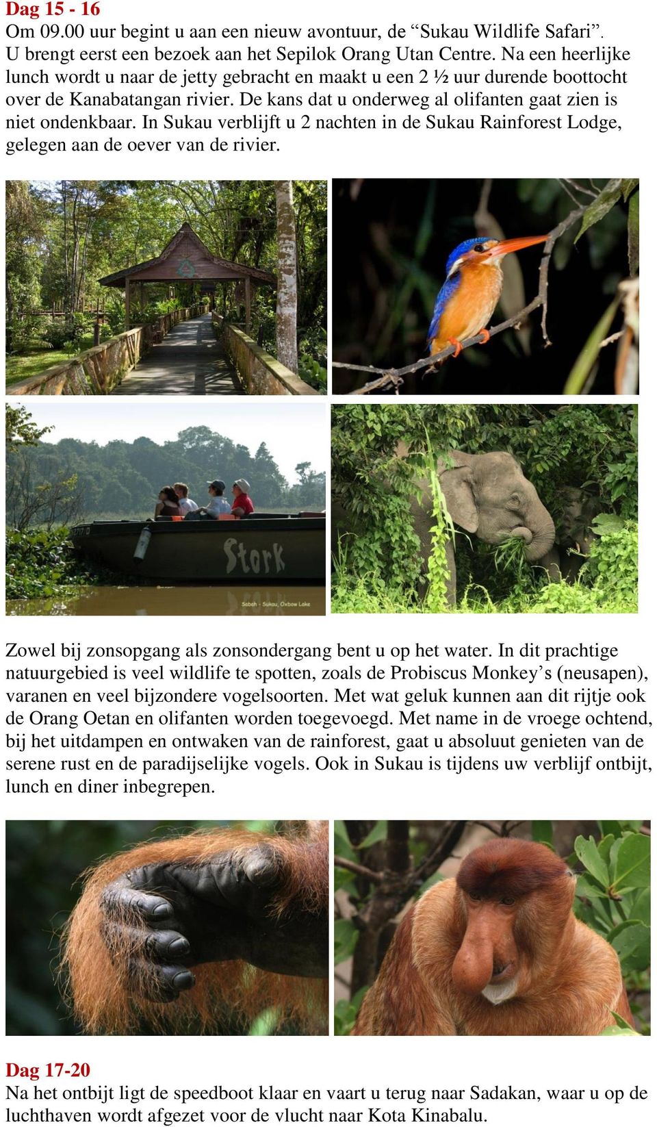 In Sukau verblijft u 2 nachten in de Sukau Rainforest Lodge, gelegen aan de oever van de rivier. Zowel bij zonsopgang als zonsondergang bent u op het water.