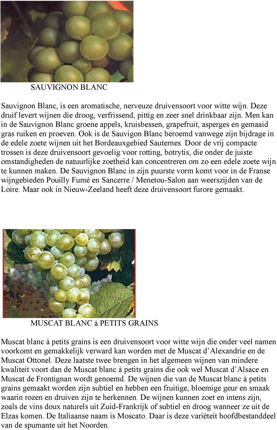 Ook is de Sauvigon Blanc beroemd vanwege zijn bijdrage in de edele zoete wijnen uit het Bordeauxgebied Sauternes.
