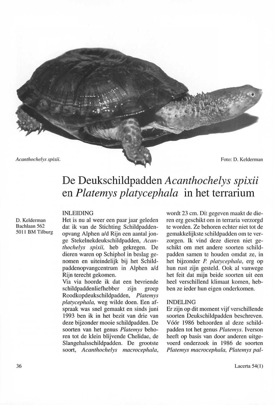Acanthochelys spixii, heb gekregen. De dieren waren op Schiphol in beslag genomen en uiteindelijk bij het Schildpaddenopvangcentrum in Alphen aid Rijn terecht gekomen.