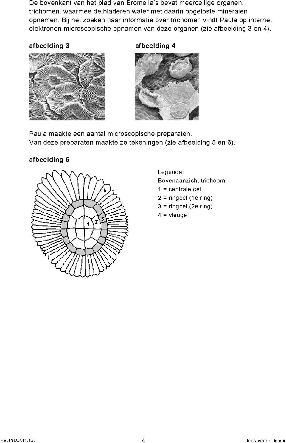 afbeelding 3 afbeelding 4 Paula maakte een aantal microscopische preparaten. Van deze preparaten maakte ze tekeningen (zie afbeelding 5 en 6).
