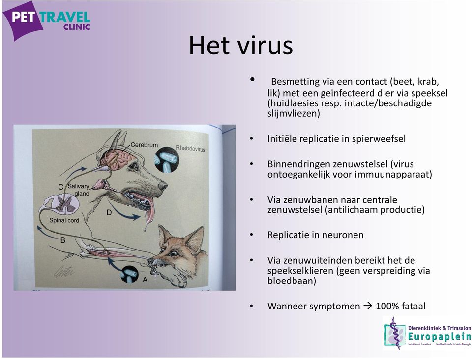 ontoegankelijk voor immuunapparaat) Via zenuwbanen naar centrale zenuwstelsel (antilichaam productie) Replicatie