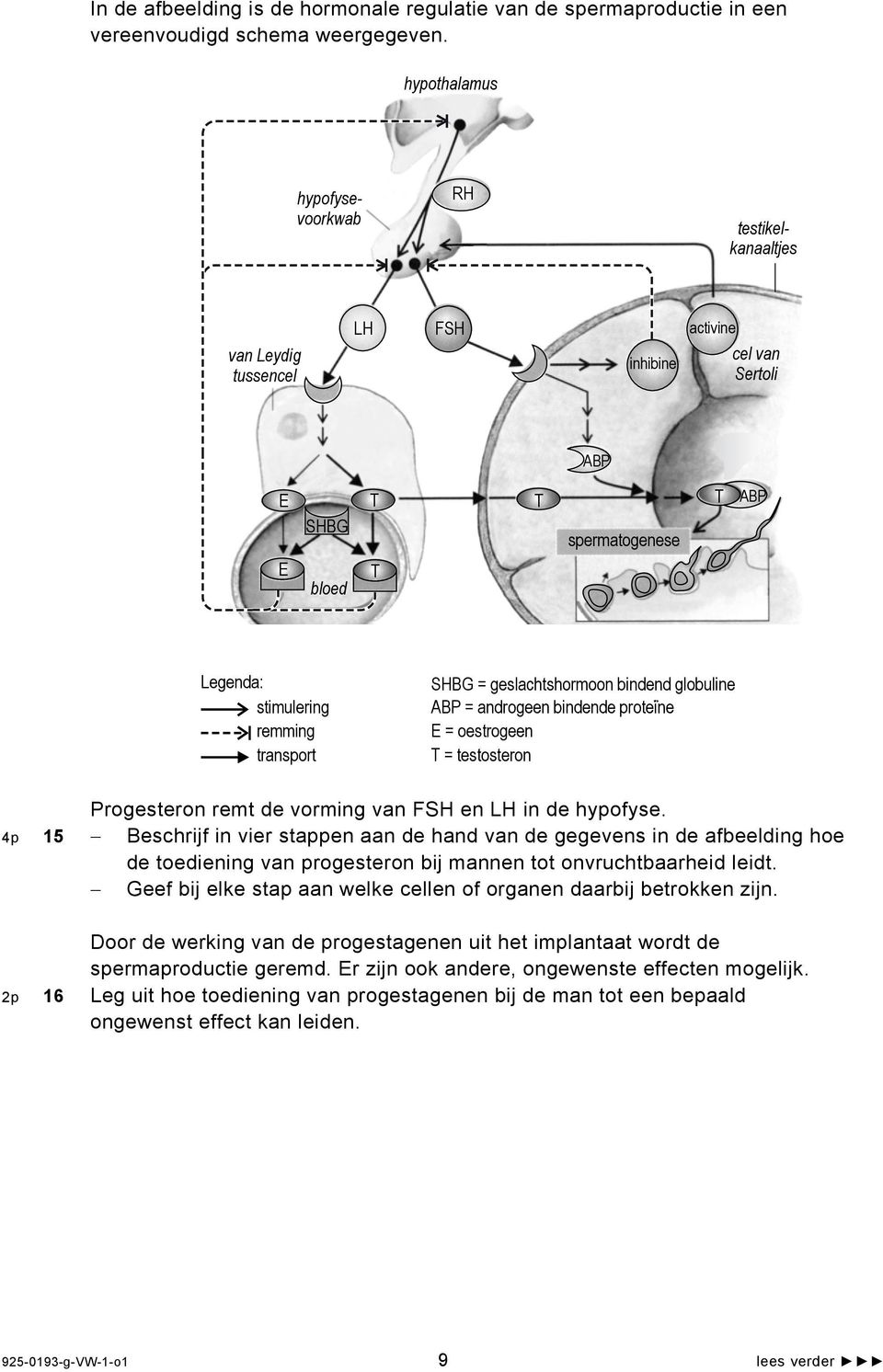 SHBG = geslachtshormoon bindend globuline ABP = androgeen bindende proteine E = oestrogeen T = testosteron Progesteron remt de vorming van FSH en LH in de hypofyse.