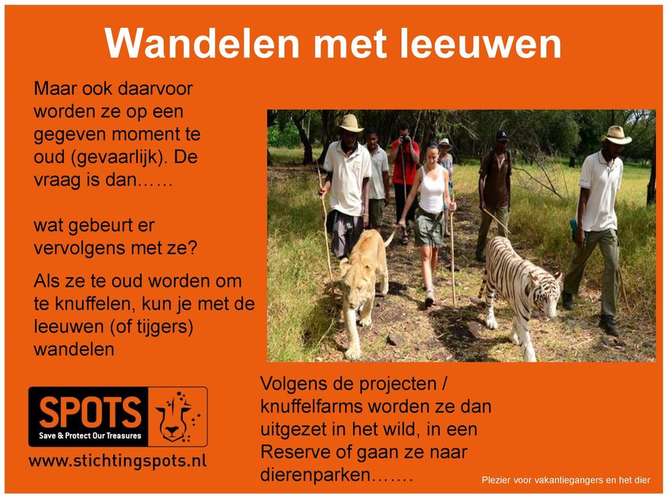 Als ze te oud worden om te knuffelen, kun je met de leeuwen (of tijgers) wandelen