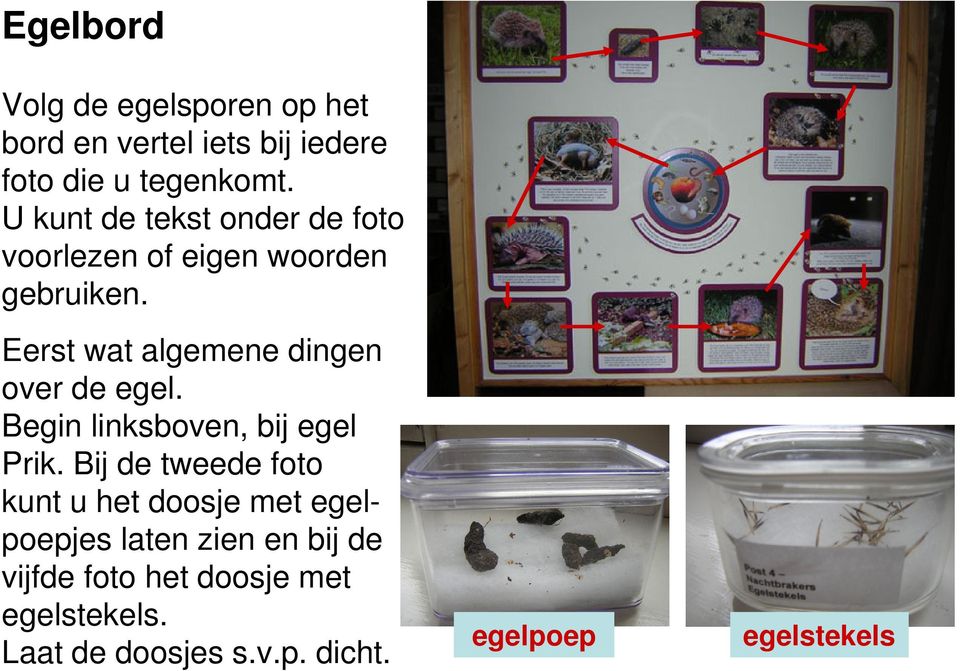 Eerst wat algemene dingen over de egel. Begin linksboven, bij egel Prik.