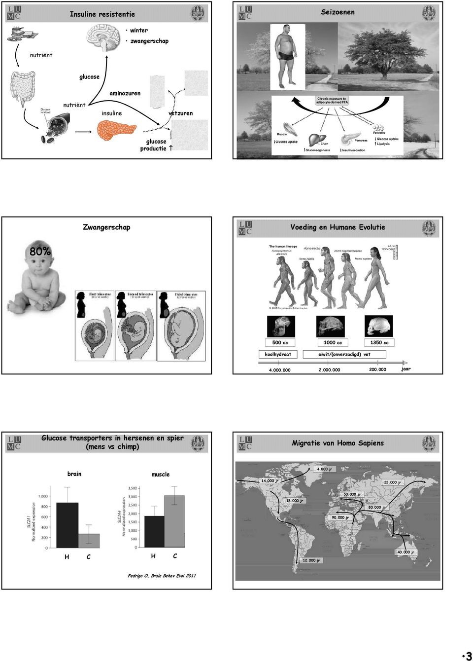 000.000 200.000 jaar Glucose transporters in hersenen en spier (mens vs chimp) Migratie van Homo Sapiens brain muscle 14.