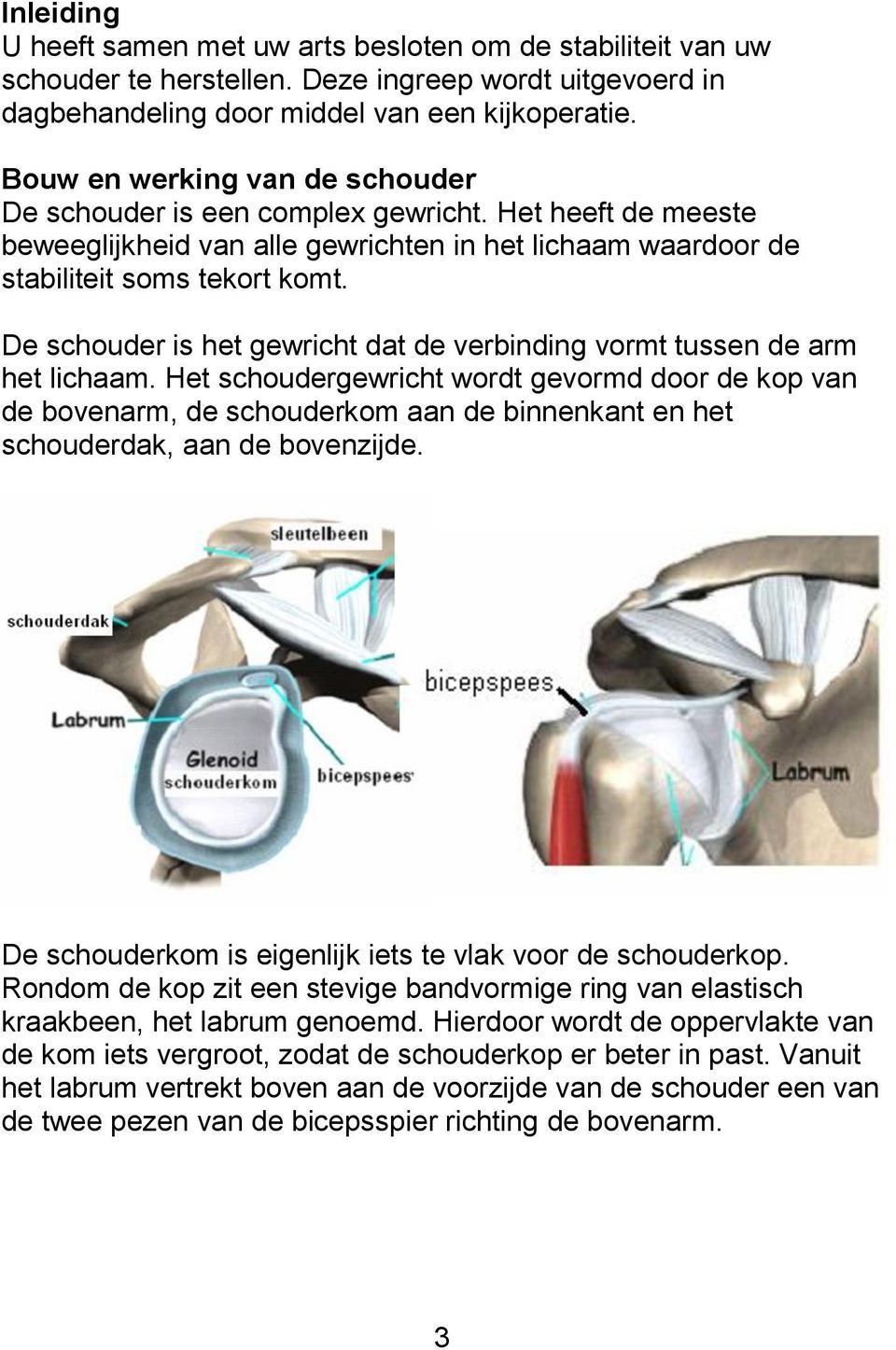 De schouder is het gewricht dat de verbinding vormt tussen de arm het lichaam.