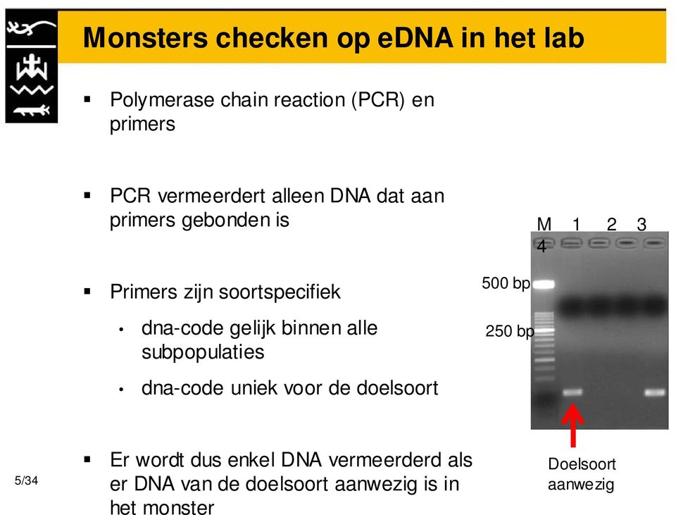 dna-code gelijk binnen alle subpopulaties 500 bp 250 bp dna-code uniek voor de doelsoort 5/34