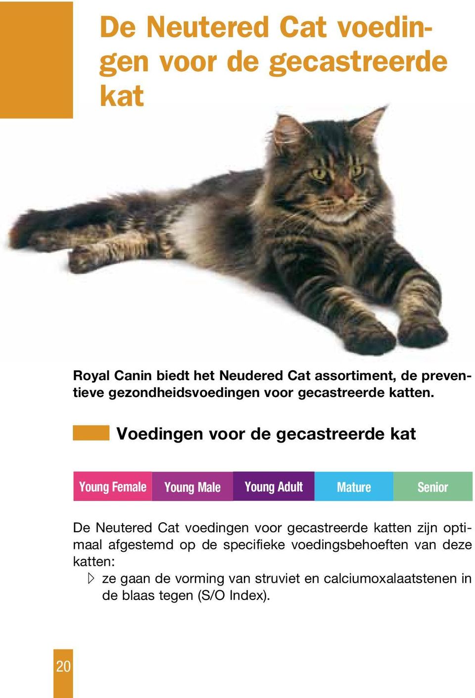 Voedingen voor de gecastreerde kat Young Female Young Male Young Adult Mature Senior De Neutered Cat voedingen voor