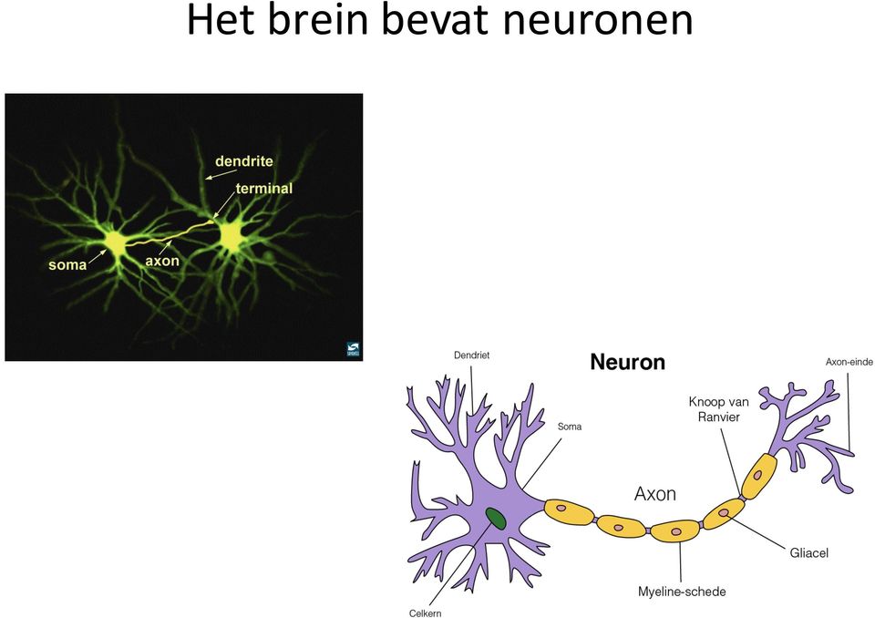 neuronen