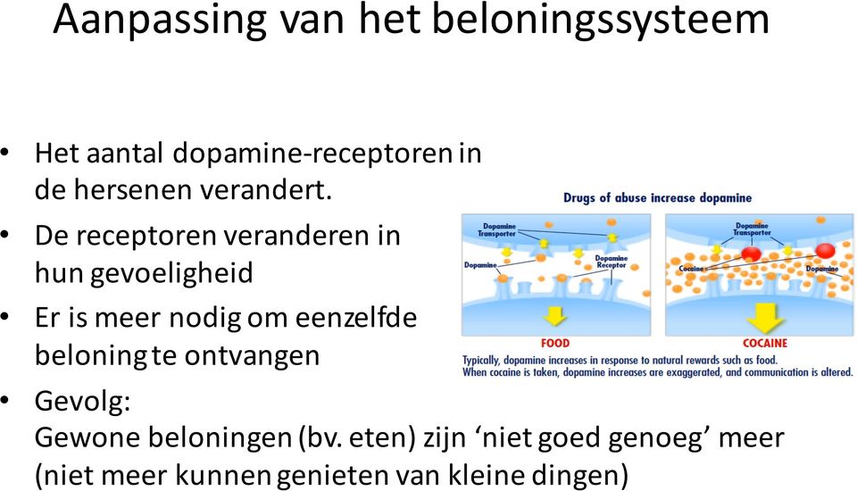 De receptoren veranderen in hun gevoeligheid Er is meer nodig om eenzelfde