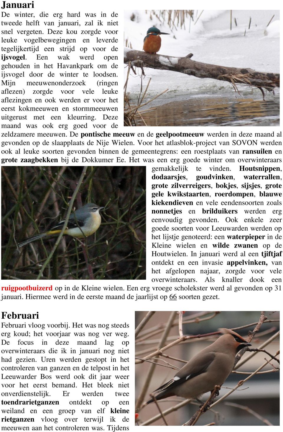 Mijn meeuwenonderzoek (ringen aflezen) zorgde voor vele leuke aflezingen en ook werden er voor het eerst kokmeeuwen en stormmeeuwen uitgerust met een kleurring.