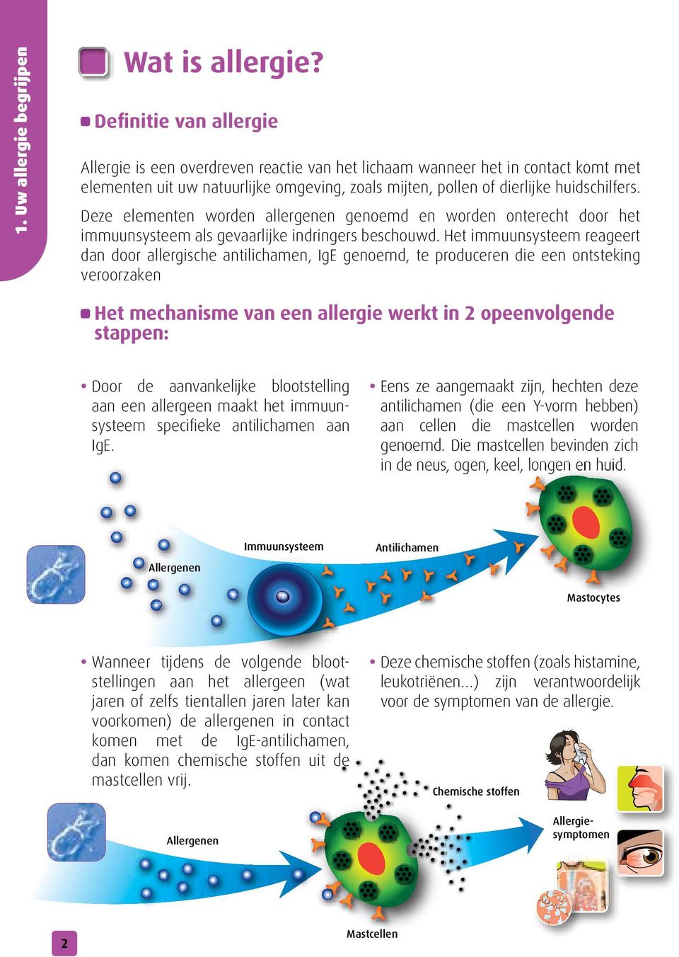 Deze elementen worden allergenen genoemd en worden onterecht door het immuunsysteem als gevaarlijke indringers beschouwd.