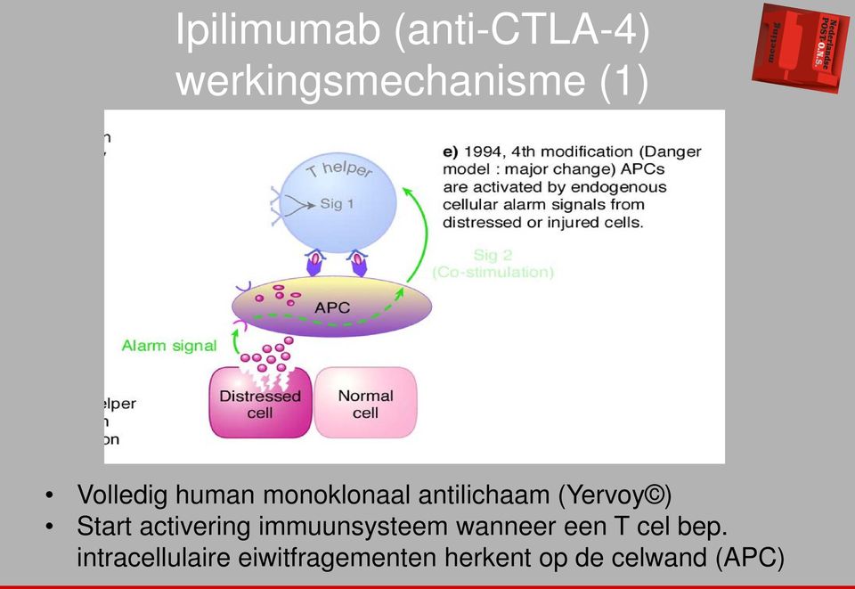 Start activering immuunsysteem wanneer een T cel bep.