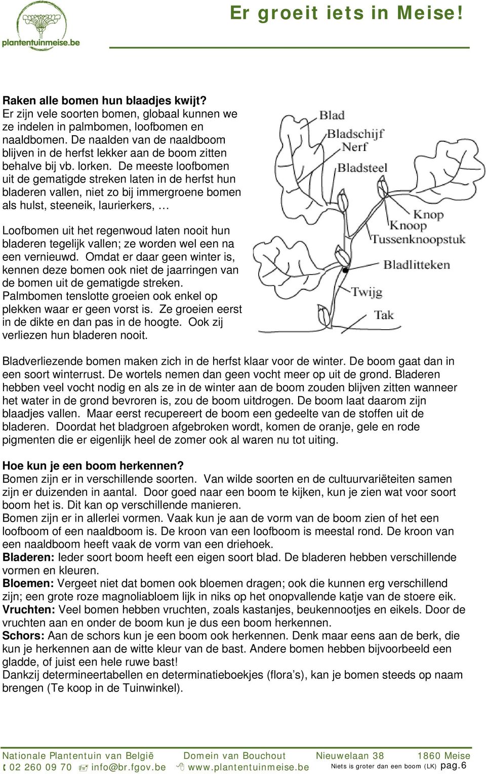 De meeste loofbomen uit de gematigde streken laten in de herfst hun bladeren vallen, niet zo bij immergroene bomen als hulst, steeneik, laurierkers, Loofbomen uit het regenwoud laten nooit hun