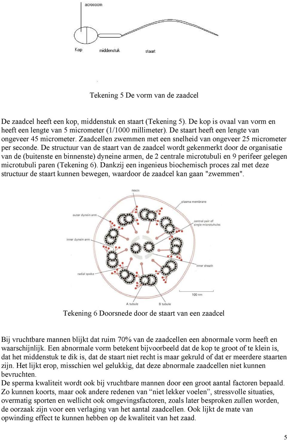 De structuur van de staart van de zaadcel wordt gekenmerkt door de organisatie van de (buitenste en binnenste) dyneine armen, de 2 centrale microtubuli en 9 perifeer gelegen microtubuli paren