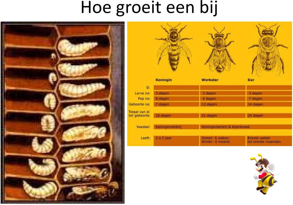 een bij