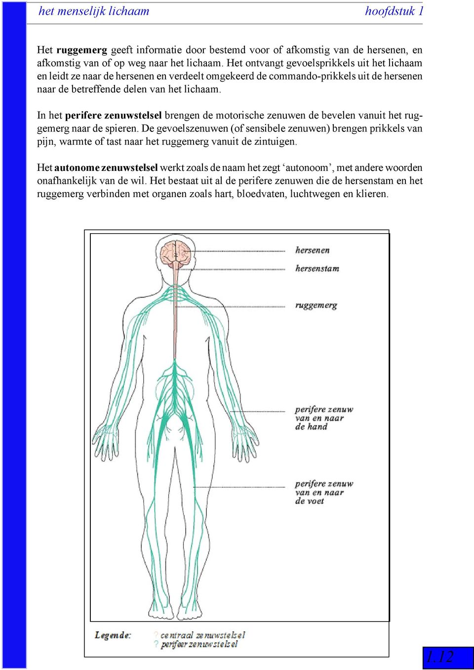 In het perifere zenuwstelsel brengen de motorische zenuwen de bevelen vanuit het ruggemerg naar de spieren.
