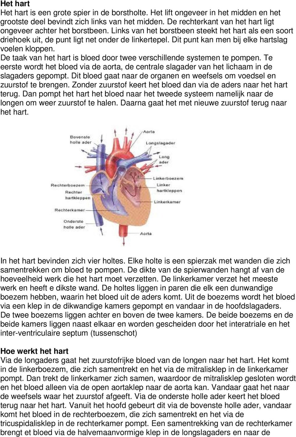 Dit punt kan men bij elke hartslag voelen kloppen. De taak van het hart is bloed door twee verschillende systemen te pompen.
