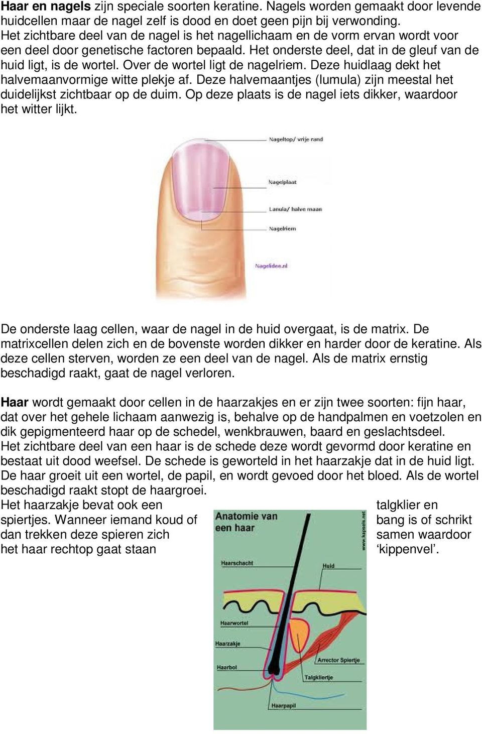 Over de wortel ligt de nagelriem. Deze huidlaag dekt het halvemaanvormige witte plekje af. Deze halvemaantjes (lumula) zijn meestal het duidelijkst zichtbaar op de duim.