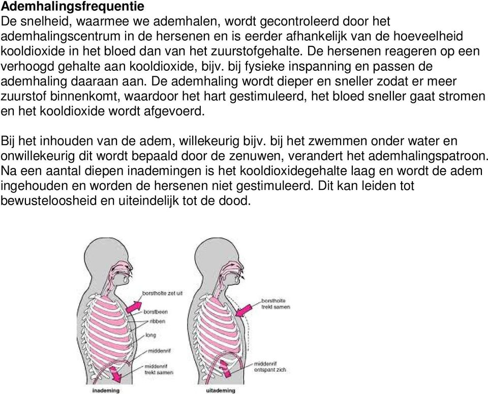 De ademhaling wordt dieper en sneller zodat er meer zuurstof binnenkomt, waardoor het hart gestimuleerd, het bloed sneller gaat stromen en het kooldioxide wordt afgevoerd.