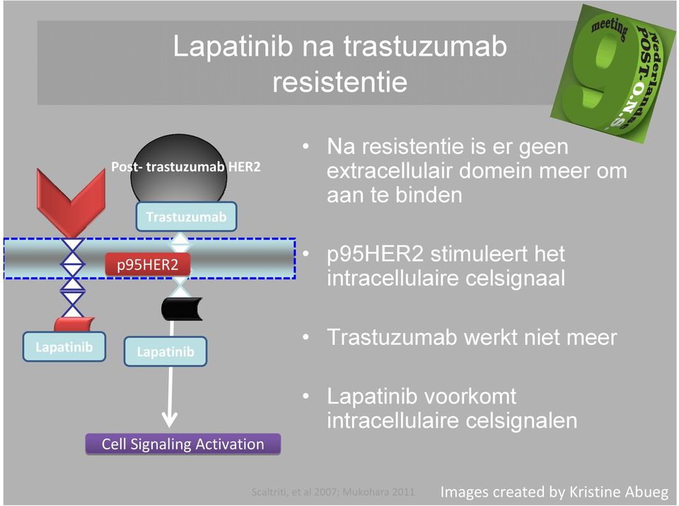 celsignaal Lapatinib Lapatinib Cell Signaling Activation Trastuzumab werkt niet meer Lapatinib