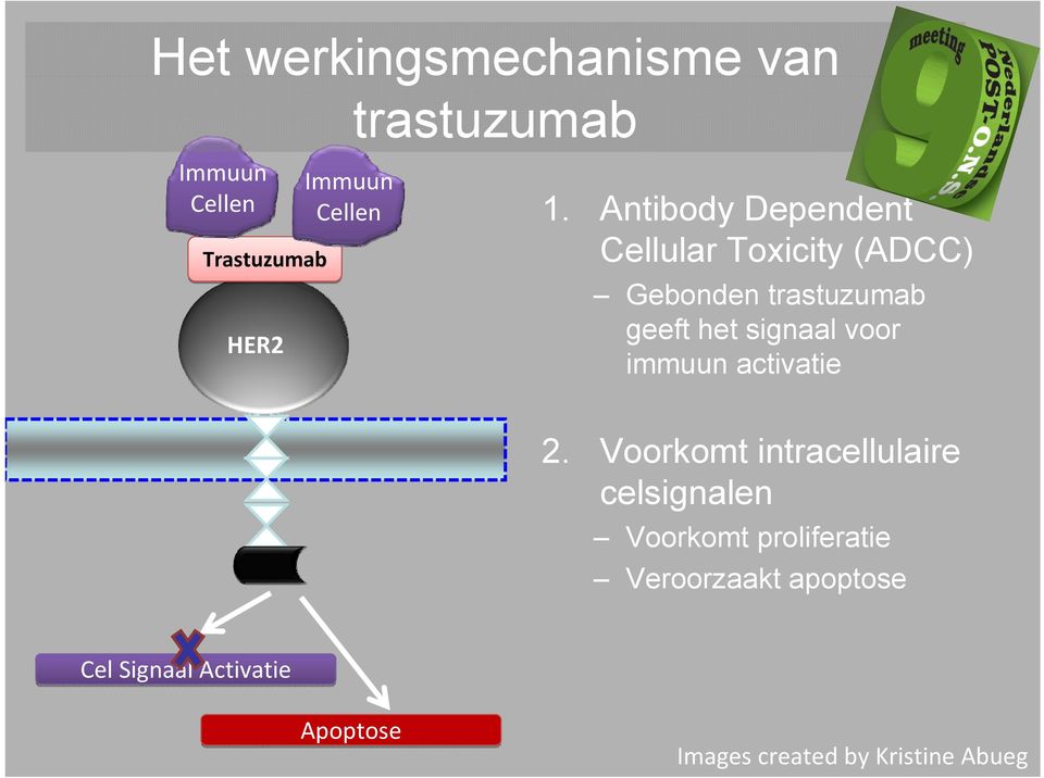 signaal voor immuun activatie 2.