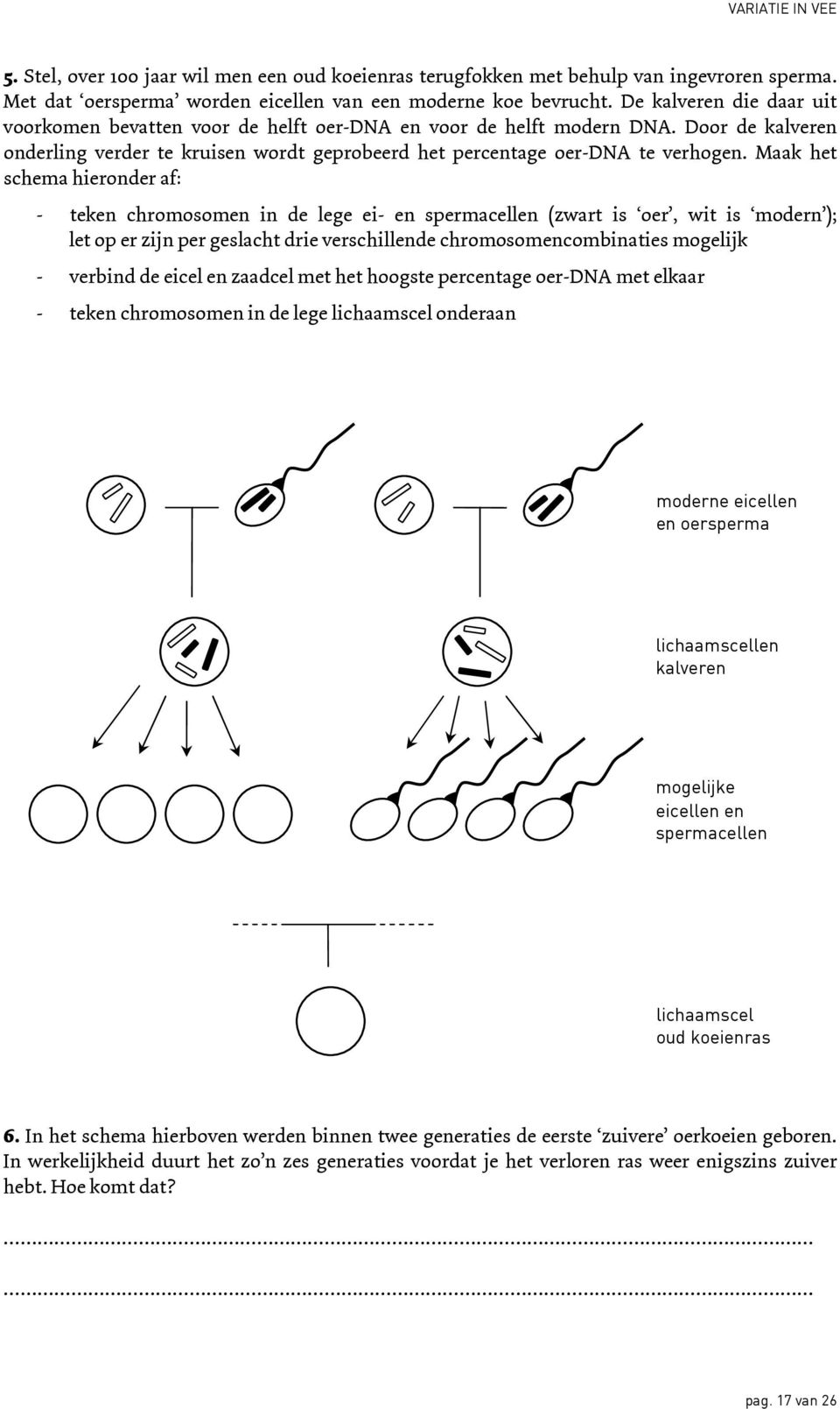 Maak het schema hieronder af: - teken chromosomen in de lege ei- en spermacellen (zwart is oer, wit is modern ); let op er zijn per geslacht drie verschillende chromosomencombinaties mogelijk -