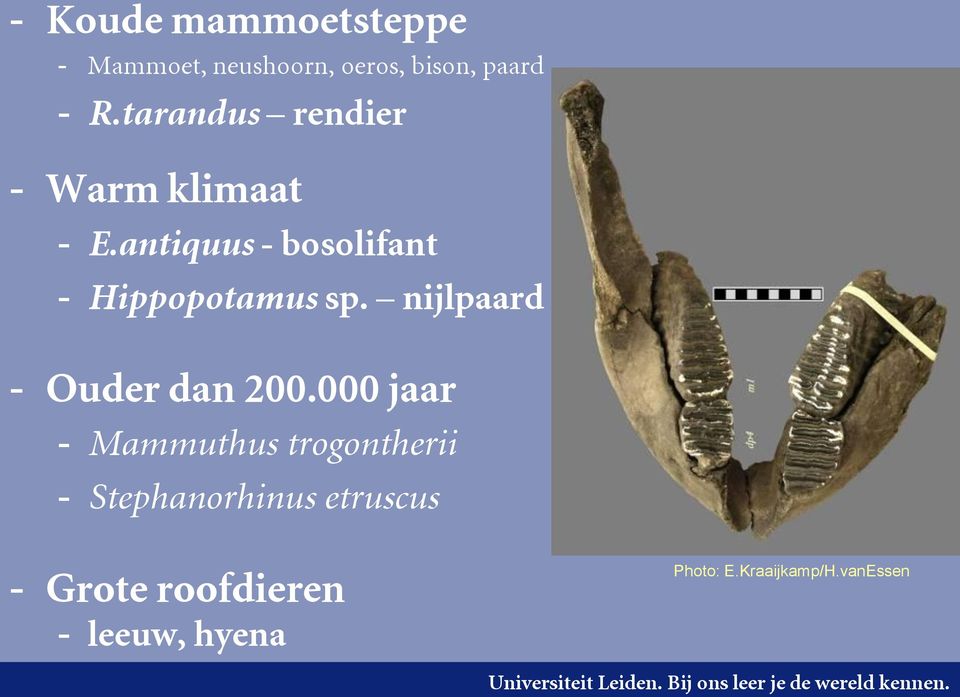 antiquus - bosolifant - Hippopotamus sp. nijlpaard - Ouder dan 200.