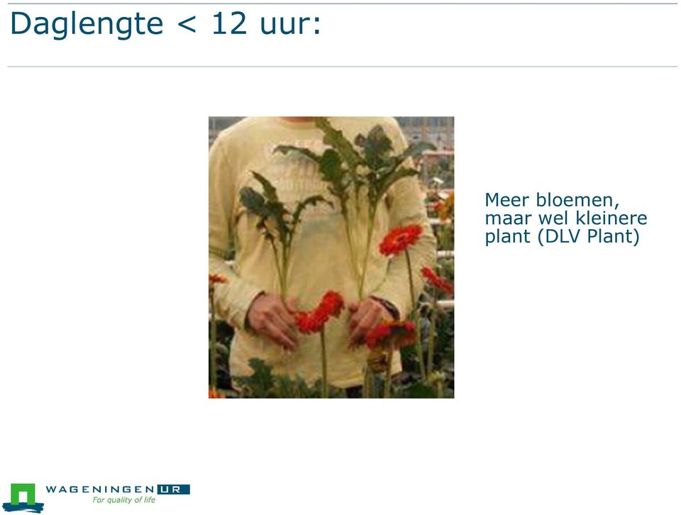 bloemen, maar wel