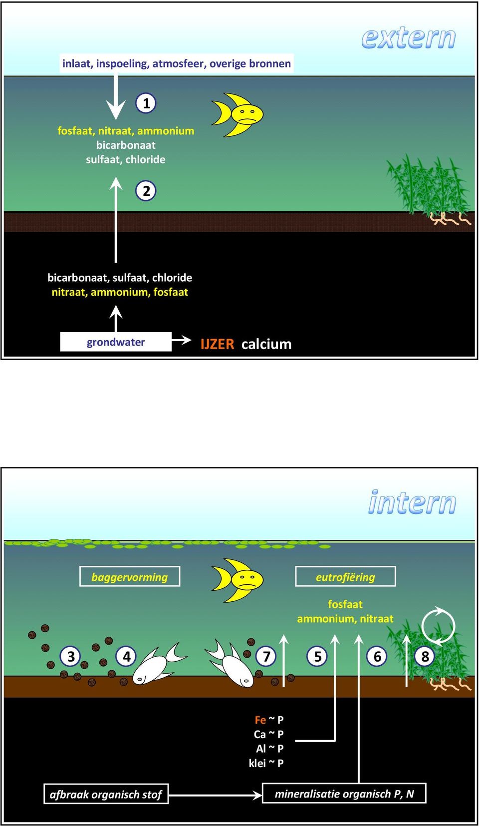 fosfaat grondwater IJZER calcium baggervorming eutrofiëring fosfaat ammonium,