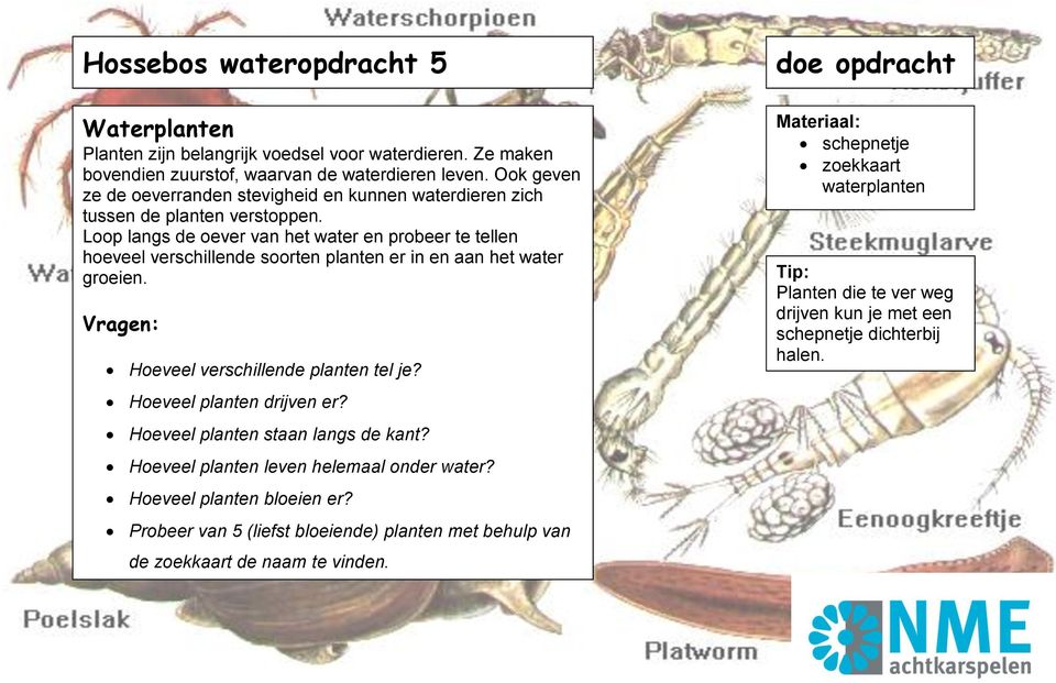 Loop langs de oever van het water en probeer te tellen hoeveel verschillende soorten planten er in en aan het water groeien. Hoeveel verschillende planten tel je?