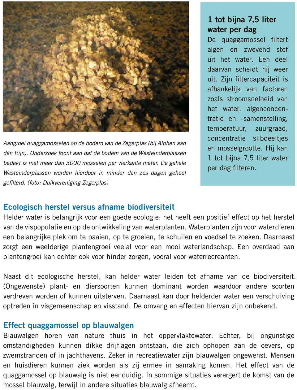 (foto: Duikvereniging Zegerplas) 1 tot bijna 7,5 liter water per dag De quaggamossel filtert algen en zwevend stof uit het water. Een deel daarvan scheidt hij weer uit.