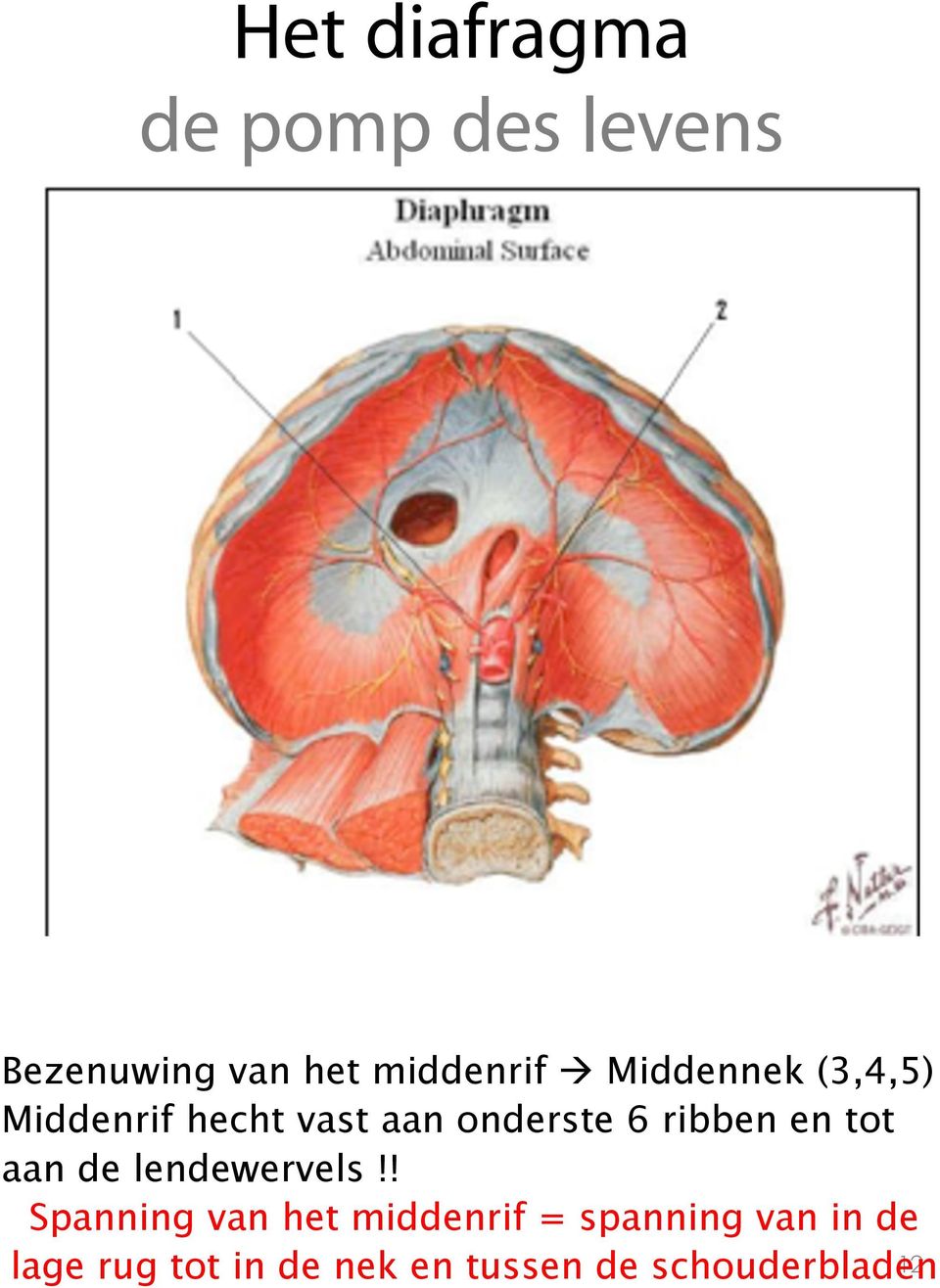 tot aan de lendewervels!