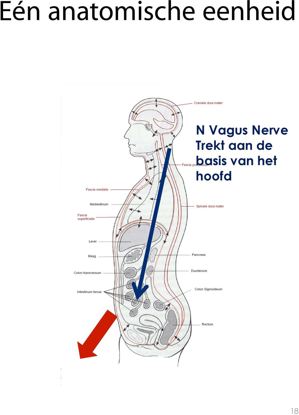 Nerve Trekt aan de