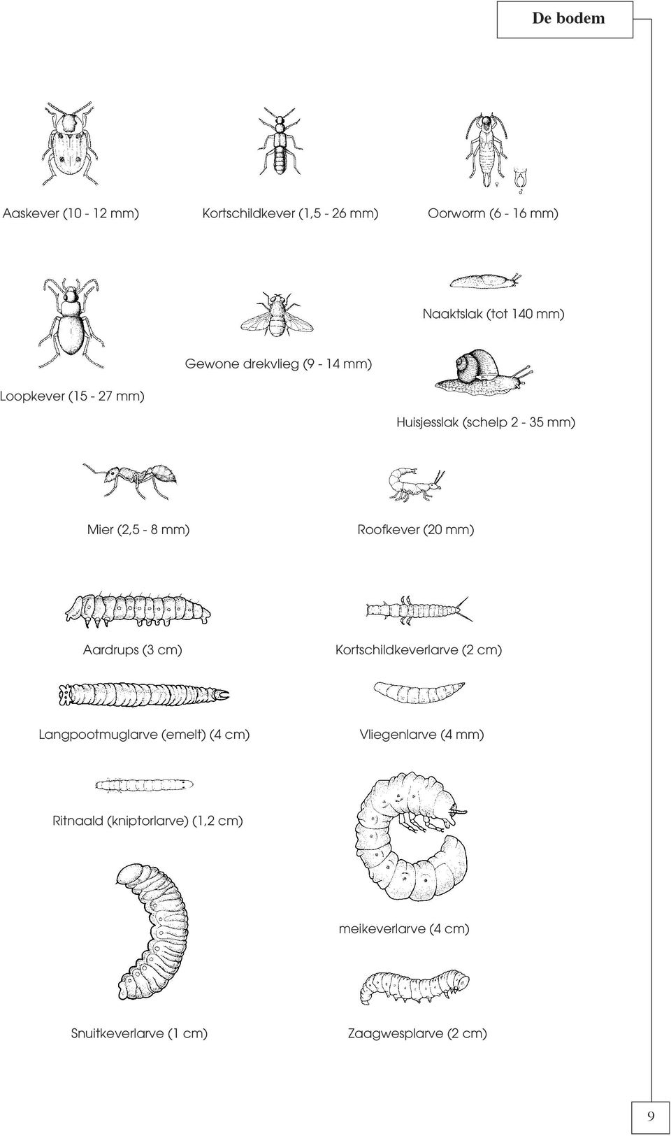 mm) Aardrups (3 cm) Kortschildkeverlarve (2 cm) Langpootmuglarve (emelt) (4 cm) Vliegenlarve (4